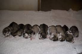 2 hundinen in braun 3. Die Unterschiedlichen Entwicklungsphasen Alaskan Malamute Kennel Issues Of Yukon