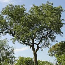 Image result for Stomatostemma monteiroae