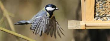 Image result for Kohlmeise vogelhouse