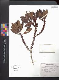 Image result for Rapanea