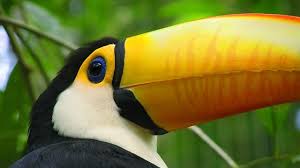 Vea En Linea Videos Que Responden A Preguntas Como Por Que Confiar En Dios Como Mantener Lealtad A El Y Que Pueden Hacer Videos Testigos De Jehova Vida Video