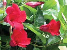 Ca Friendly Plant Mandevilla It Is A Flowering Vine That Bears Striking Trumpet Shaped Blooms You May Find Four Climbing Flowers Flowering Vines Sandy Soil
