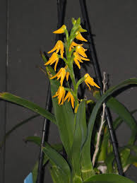 Image result for Polystachya valentina