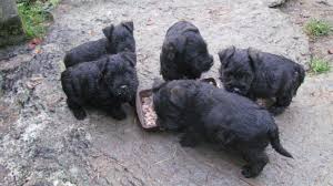 Scottish terriers have high wanderlust potential, which means that this breed has a strong desire for exploring the world. Scottish Terrier X Miniature Schnauzer Puppies Llanidloes Powys Pets4homes