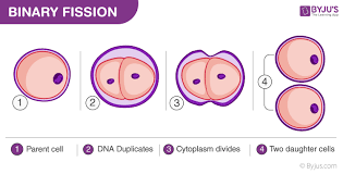 Binary fission and mitosis are two forms of cell division. Binary Fission A Mode Of Asexual Reproduction