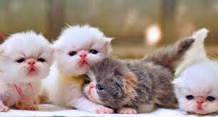 Kumpulan foto kucing anggora terbaru. Gambar Kucing Anggora Lucu Dan Imut