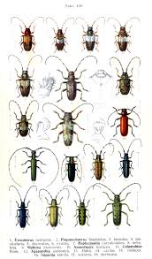 Die Kafer Des Deutschen Reiches 1908 Insekten Mutter Natur Tiere