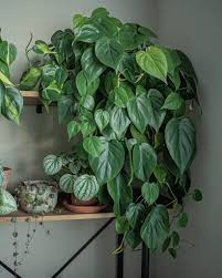 We did not find results for: Six Heart Shaped Plants For Your Lucky Valentine Plant Life Balance