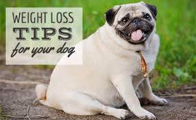 Check spelling or type a new query. Dog Farting Do Dogs Fart Yes Why So Much And Why Does It Smell So Bad Gas Relief And Remedies Caninejournal Com