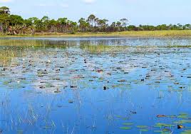 Find local businesses, view maps and get driving directions in google maps. 18 Top Rated Things To Do In Port St Lucie Fl Planetware