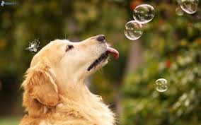 Maybe you would like to learn more about one of these? 49 Cute Golden Retriever Puppies Wallpaper On Wallpapersafari
