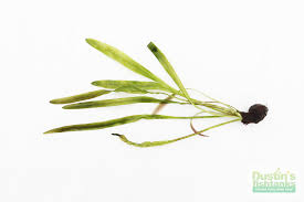 Image result for Aponogeton abyssinicus