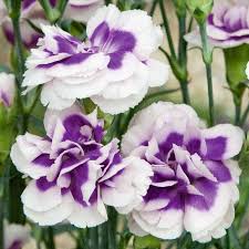 Maybe you would like to learn more about one of these? 130 Best A Flower Carnation Dianthus Sweet William Phlox Ideas Sweet William Flowers Plants