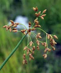 Image result for Schoenoplectus scirpoides
