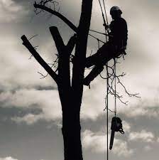 We take special care when growing our lovely fraser fir christmas trees at our nc christmas tree farms which are located in western north carolina. Fraser Tree Care Home Facebook