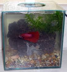 My Betta Tank Has Cloudy Water With Bad Odor My Aquarium Club