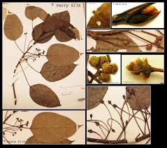 Image result for Macaranga mellifera