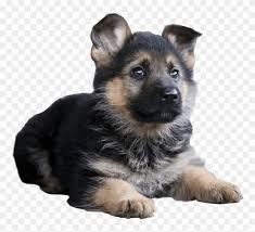 German shepherd puppy ears can come up between 8 weeks and 6 months. German Shepherd Puppy Lying Down Transparent Image German Shepherd Puppy Png Png Download 842x684 216500 Pngfind