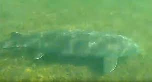 A rollercoaster, an aquarium, an aviary with more than 2,000 birds and more. Urban Legend To Some Big Sturgeon Has Been Seen In Lake Minnetonka Lake Minnetonka News Swnewsmedia Com
