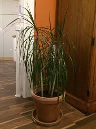 Heart leaf philodendron is a vigorous vining plant that makes a great indoor plant for the home or office. Identify Houseplant With Tall Stem And Long Thin Leaves Gardening Landscaping Stack Exchange