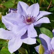 Maybe you would like to learn more about one of these? Clematis Olympia Evipo099 N Boulevard Ve 15 Jungpflanzen Gartentrends