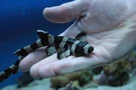 53 Bamboo Shark Ideas Shark Bamboo Types Of Sharks