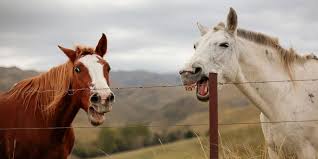 From partnering with the top clinicians and trainers in the world, to the many events, demonstrations, horse shows and activities included with your admission, the horse expo experience is unparalleled in the industry! Horse Vomit Find Out What S Really Going On With Your Horse Helpful Horse Hints