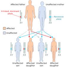 White eyes for fruit flies. Sex Linkage Wikipedia