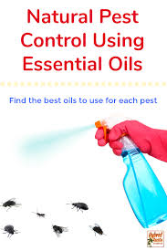 At the moment, one of the essential oils i am most excited about is peppermint oil, and i have been finding all sorts of cool uses for this new bottle of peppermint essential oil made for pest control; All Natural Pest Control Using Essential Oils Hybrid Rasta Mama