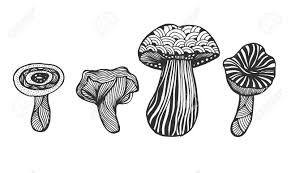 Nov 20 2015 colored by brent alan. Set Of Hand Drawn Magic Mushroom For Adult Anti Stress Coloring Page With High Details Isolated On White Background Illustration In Style Vector Monochrome Sketch Royalty Free Cliparts Vectors And Stock Illustration