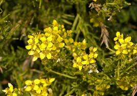 Image result for Sisymbrium burchellii