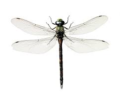 Black And Blue Widow Skimmer Dragonfly Hagedornhagen Danish Collection