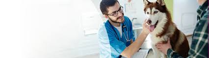 It is usually required, however, if your dog is staying at a boarding facility, groomer or overnight at a veterinarian's office. Nobivac 1 Rabies Vaccine Merck Animal Health Usa