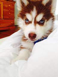 Red & white husky puppy | husky puppy. Pin On Dogs And Puppies