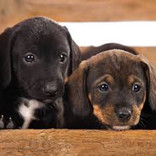 Join millions of people using oodle to find puppies for adoption, dog and puppy listings, and other pets adoption. Puppies And Dogs For Sale In Springfield Tn Cross Plains Kennels
