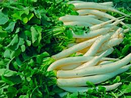Sow radishes in the garden 2 to 3 weeks before the average date of the last frost in spring. Growing White Radishes Diy