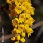 Image result for Schizochilus