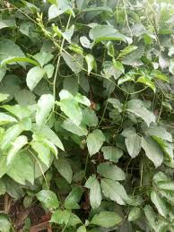 Image result for Telfairia occidentalis