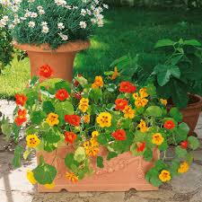 Check out our nasturtium seeds selection for the very best in unique or custom, handmade pieces from our gardening & plants shops. Nasturtium Seed Jewel Mix Flower Seeds