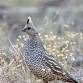 2025 Statewide Quail Symposium