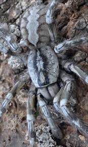 A New Species Of Tiger Spider Genus Poecilotheria From Northern Sri Lanka Arachnids Spiders Tiger Species Spider