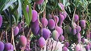 Miyazaki mangoes have a red and vibrant skin with yellow spots speckled over the fruit. Orn69epfkourvm