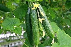 Check spelling or type a new query. How To Grow Cucumbers Gardener S Path