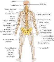 The brain and spinal cord (the cns). Download File Te Nervous System Human Nervous System Diagram Labeled Png Image With No Background Pngkey Com