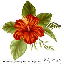 Fowers Png Hibiscus Serie 1 Comment Dessiner Une Fleur Peinture Fleurs Deviant Art