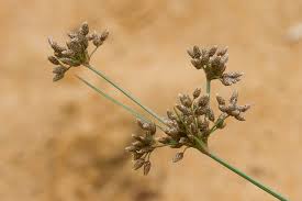 Image result for Fimbristylis madagascariensis