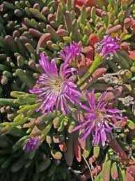 Image result for Crassocephalum ducis-aprutii