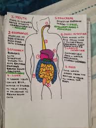 The Digestive System Alevel Human Biology Revision Love Working With Sharpies Biology Revision Biology Notes Gcse Biology Revision