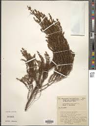 Image result for Erica mannii