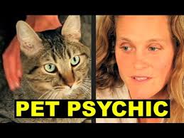 Chihuahua who hates walks and the Animal Communicator